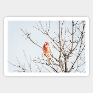 Curious Male House Finch by Debra Martz Sticker